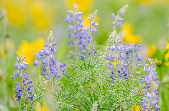 Wildflowers 3