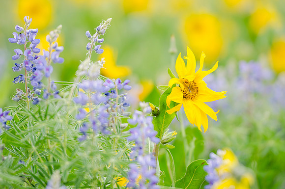Wildflowers