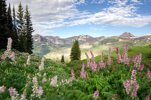 Paradise Divide